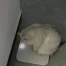 肚子就爱咕噜噜