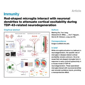 337-Rod-shaped microglia in Neurodegeneration