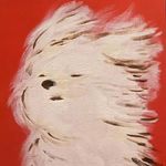 哈尼小斗