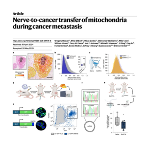 105-Nerve-to-cancer transfer of mitochondria