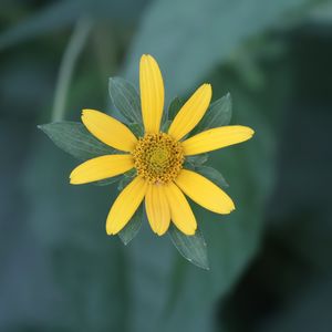 podcaster-avatar