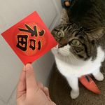 猫猫猫球