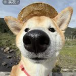 大龙在听播客