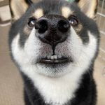 糖椰子