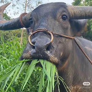 哞哞呀momo