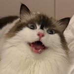 莫咪卡卡卡卡卡