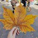 lidan_Y59l