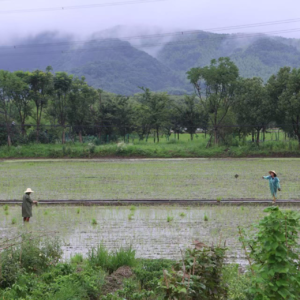 #15 回归乡野，真诚地面对食物