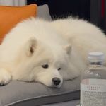 怎么可能啊