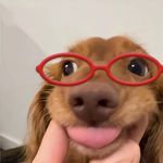 Mia今天听播客了吗