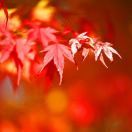 红叶_D5p5