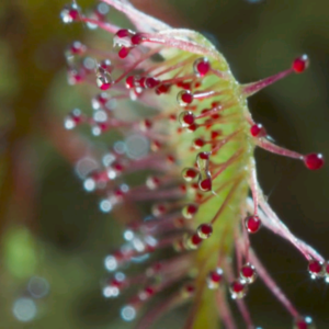 BBC Earth｜食肉植物的捕食策略