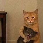 猫猫小队长