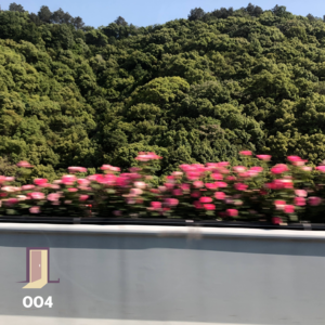 ROOM.004 这个五一出去玩的人，泰裤啦！