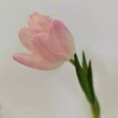 能量调频聊愈师