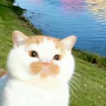 啊吼吼