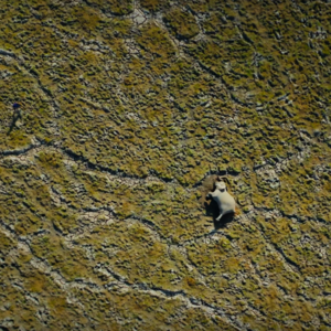 No.148 雌性统治者的凶狠与温柔 | 在生存与欲望上，动物是否更了解世界的广度？《大自然的女王》纪录片