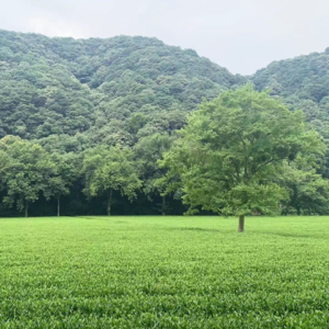 所以,梅雨季是酸的.