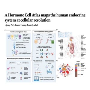 1477-A Cellular Blueprint of the Human Hormone Cell Atlas