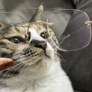巷子里的猫_ZQM8