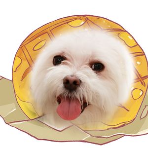 菠萝包O-O
