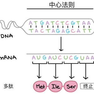 《科学》重磅:蛋白质竟能直接“打印”DNA,生命法则将被颠覆?