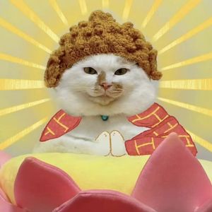 玄学漫谈：猫猫是天生的风水大师？聊聊猫咪身上自带的那些玄学“天赋”