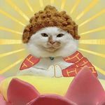 玄学漫谈：猫猫是天生的风水大师？聊聊猫咪身上自带的那些玄学“天赋”