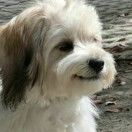 麦子Daniel