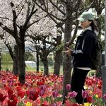 香芋派Taro