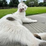 中年油腻猫
