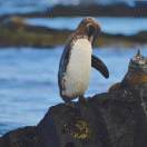 坏考拉保护协会会长