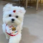 就是肉松丸
