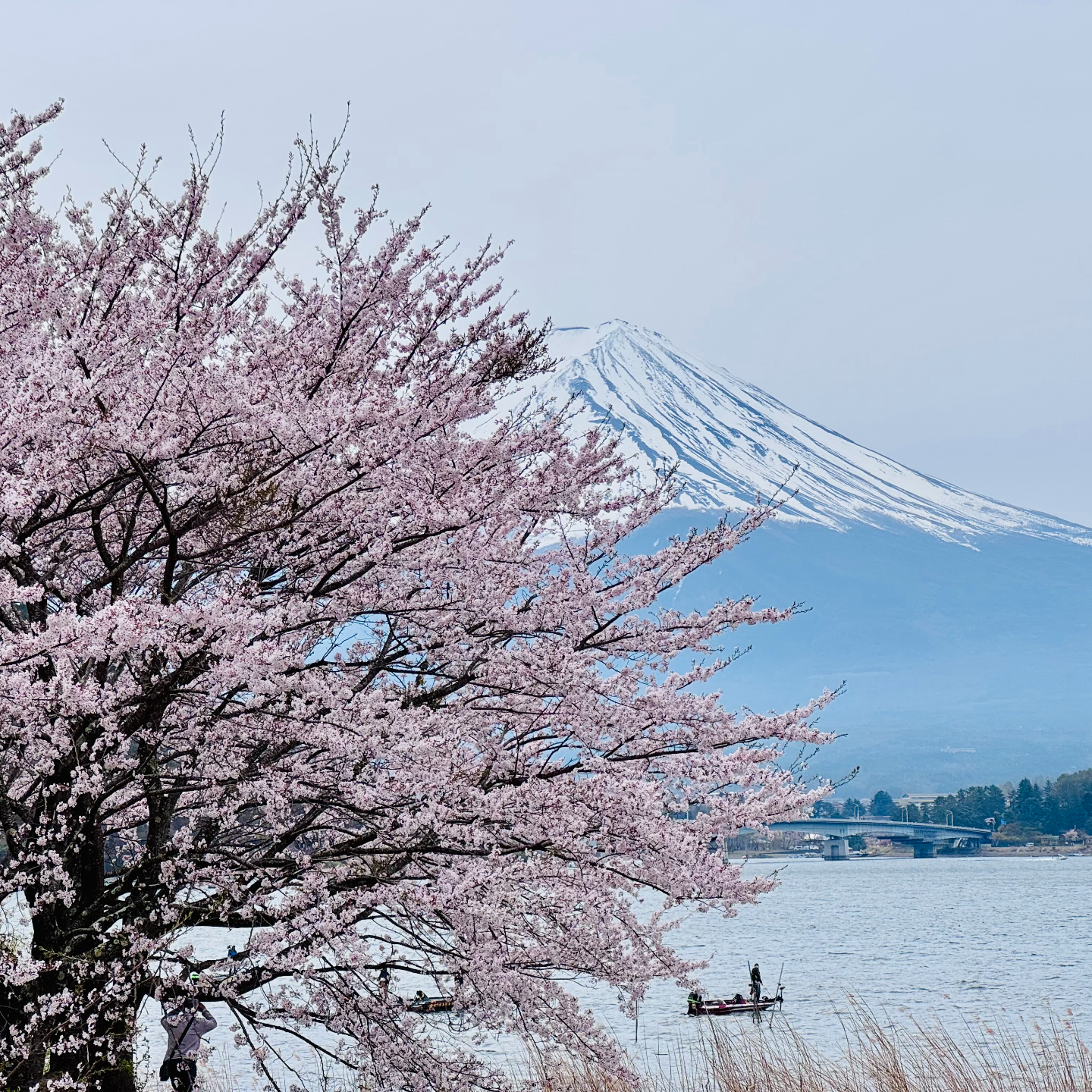 cover of episode 四月物语：宫古岛奇幻之旅、富士山绝景花火、镰仓啤酒花园和议员选举、后翼弃兵