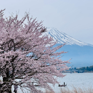 四月物语：宫古岛奇幻之旅、富士山绝景花火、镰仓啤酒花园和议员选举、后翼弃兵