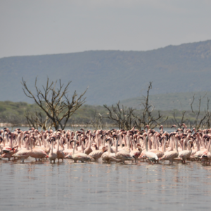 第26期·肯尼亚魔幻之旅4——火烈鸟之湖的惊险奇遇