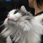 嗷嗷狼ULRicA
