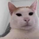 QQ弹弹豌豆太岁爷