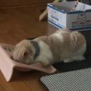啊怼怼怼