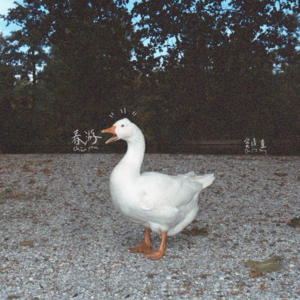 0414 | 卤鹅哥成立公司 、澳门发钱、当地回应女子被1.7万元拐卖 、江西被撞案开庭、ChatGPT4o、比特币涨破