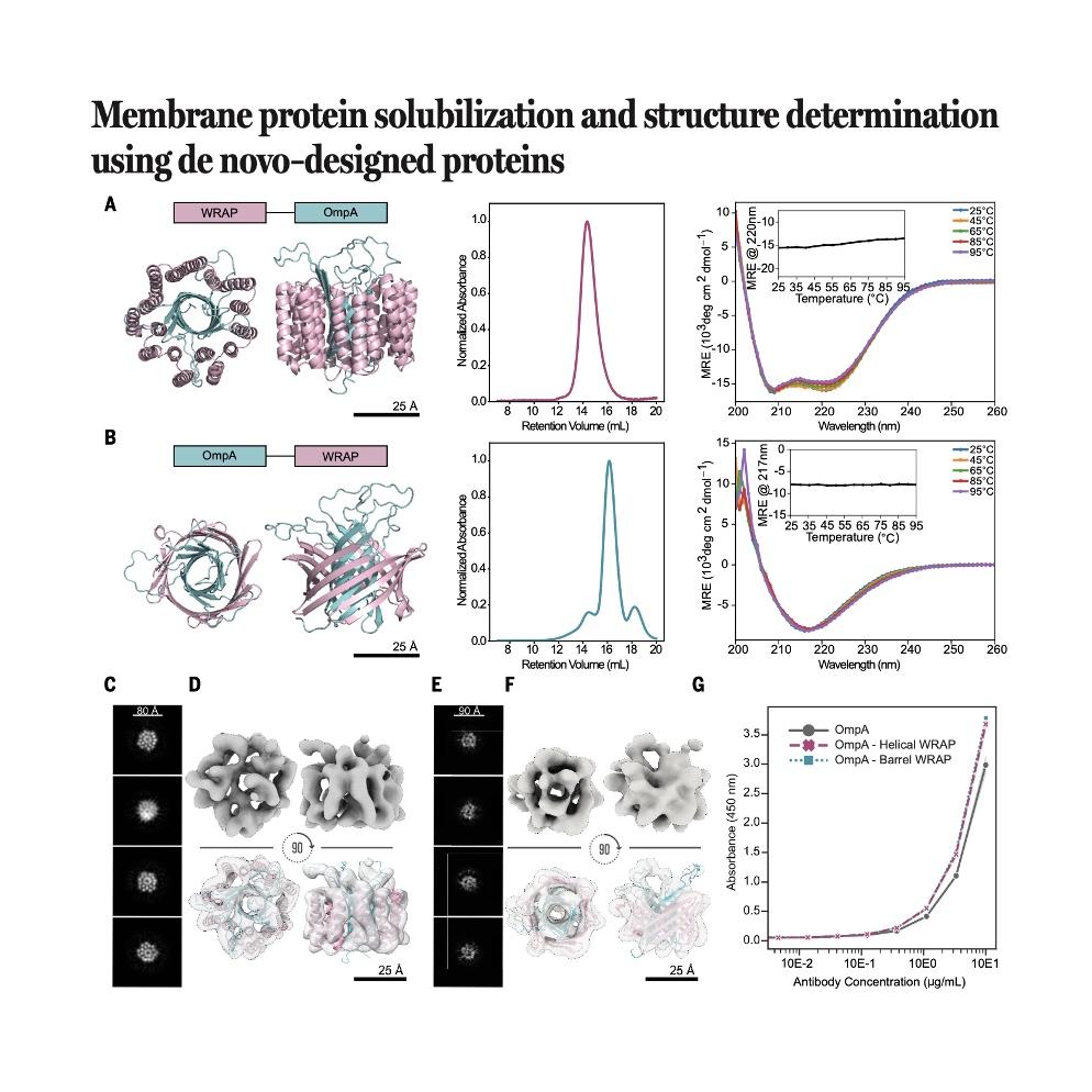 1465-Solubilizing Membrane Proteins via De Novo WRAP Design episode artwork