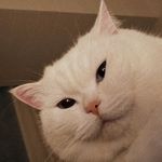 肖茂咪