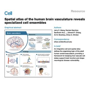 1511-人类脑血管空间图谱与特化细胞集群