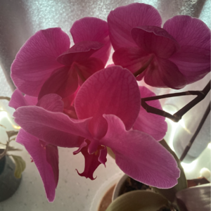 寓言故事，农夫与蛇