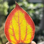 游走的小鱼
