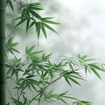 听风赏雨坚韧竹