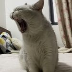 阿君呼啦啦