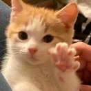扭扭机器猫