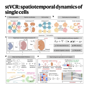 716-stVCR: Spatiotemporal Single-Cell Dynamics