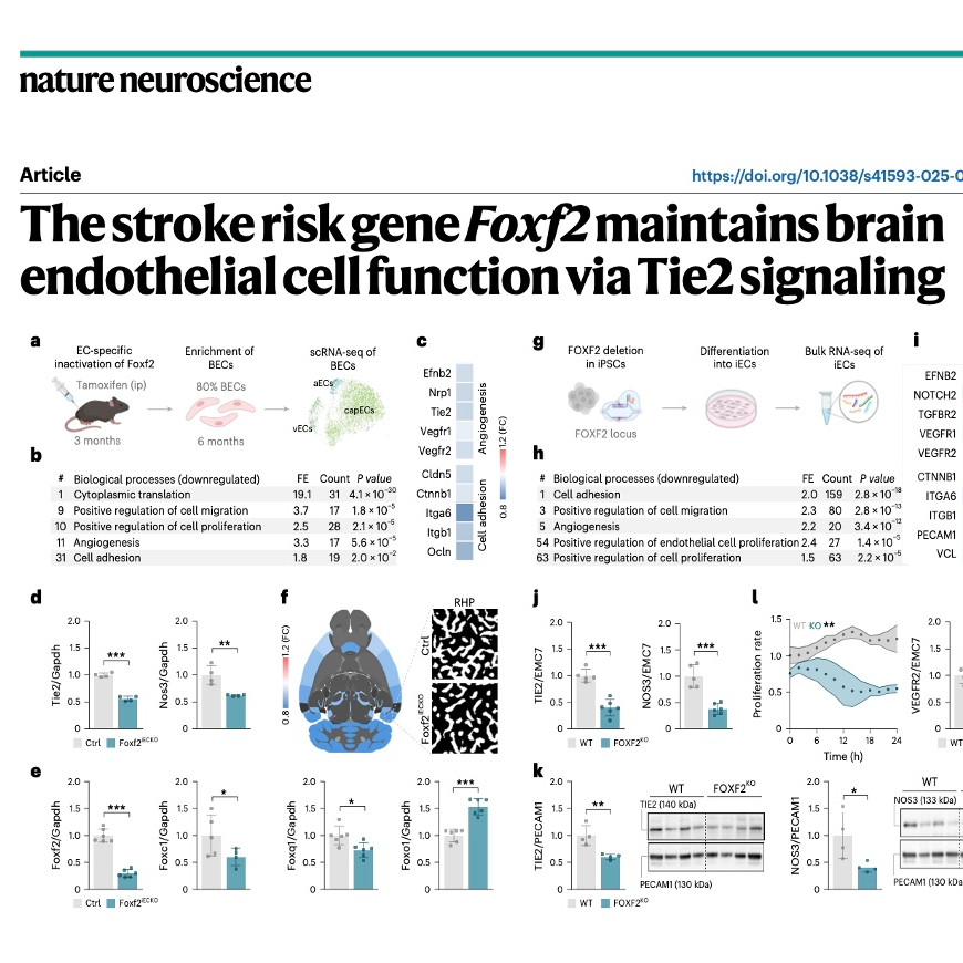 599-Foxf2 Maintains Brain Endothelial Function episode artwork